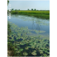 01 Paddy fieldPunjab.jpg